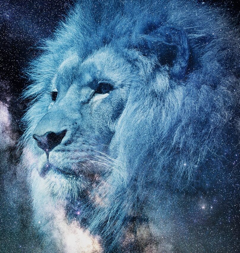 lion, starry sky, night