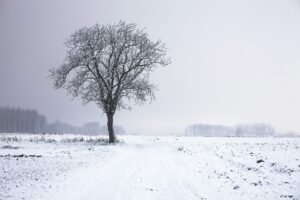 tree, alone, night