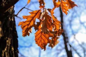 leaves, oak, nature