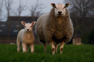 sheep, lamb, family