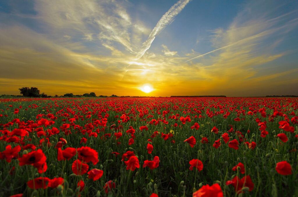 sunset, poppies, field