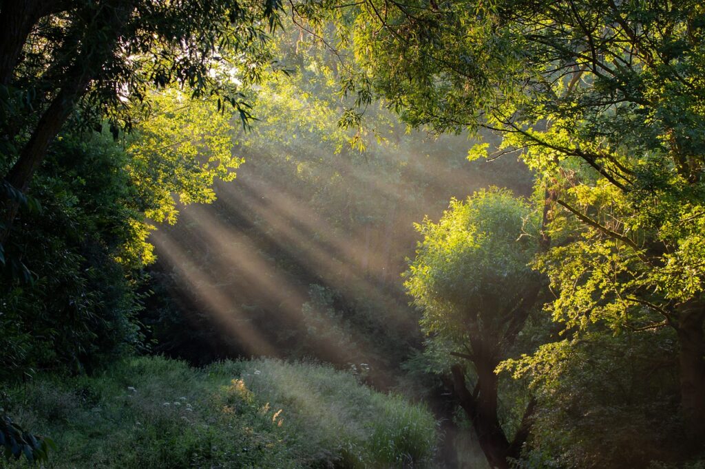 sunrays through trees, sun rays, light rays